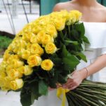 Yellow Roses
