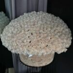 500 white roses